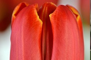 Tulp Esta Bonita